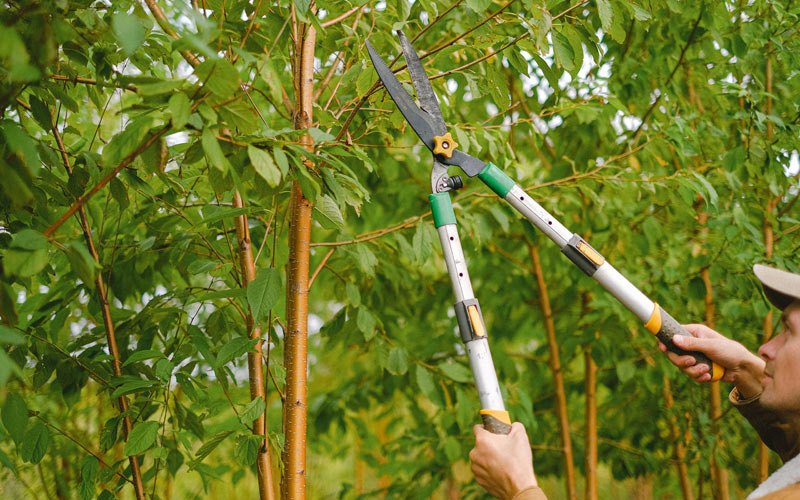 Tree trimming in Prineville, OR